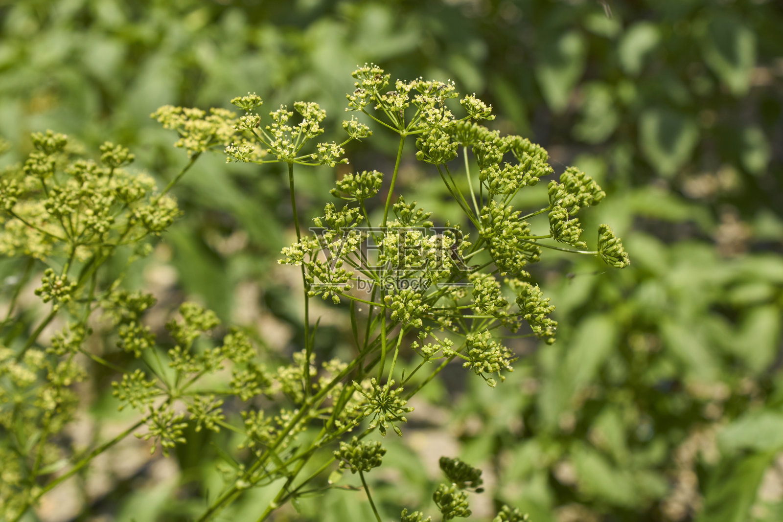 欧芹开花照片摄影图片