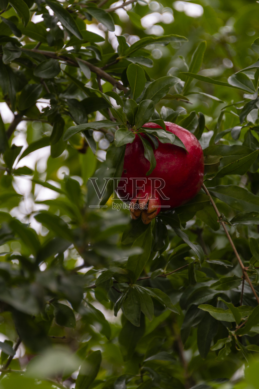 石榴果树：树上的红色石榴果实照片摄影图片