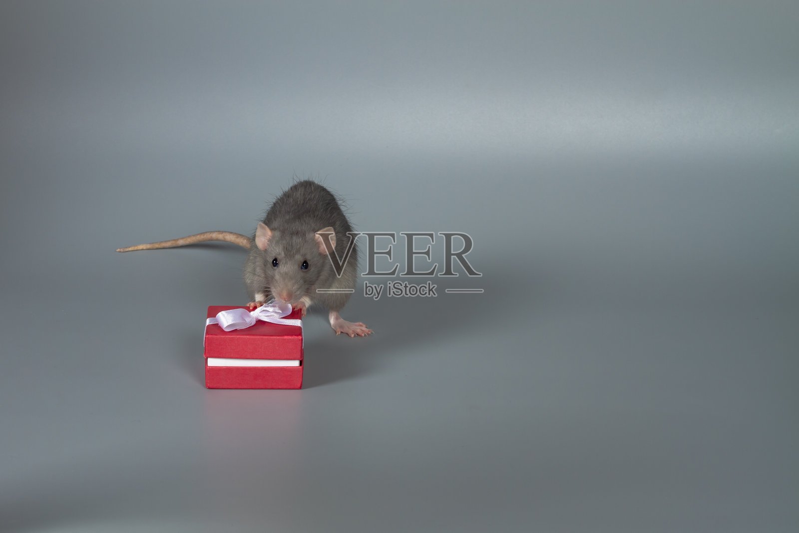 一只灰老鼠用爪子抓着一个红色盒子，盒子里有灰色背景的礼物照片摄影图片