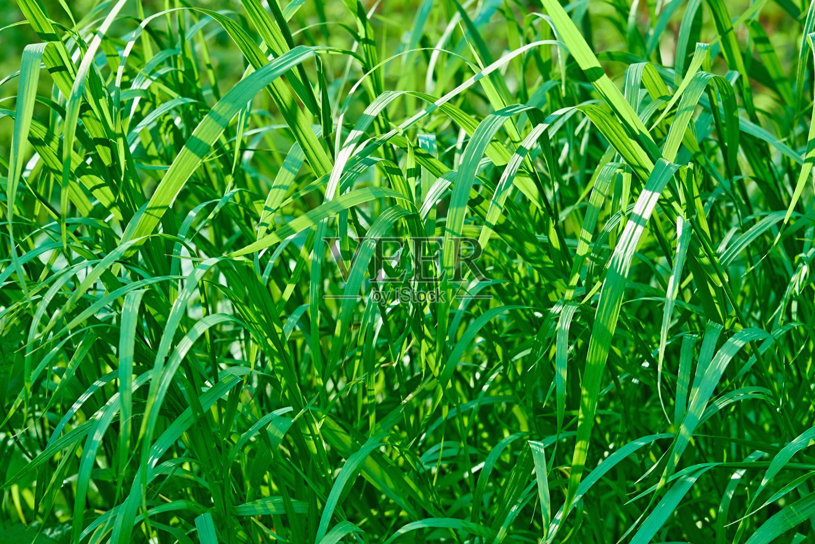 绿色的草地特写为背景照片摄影图片