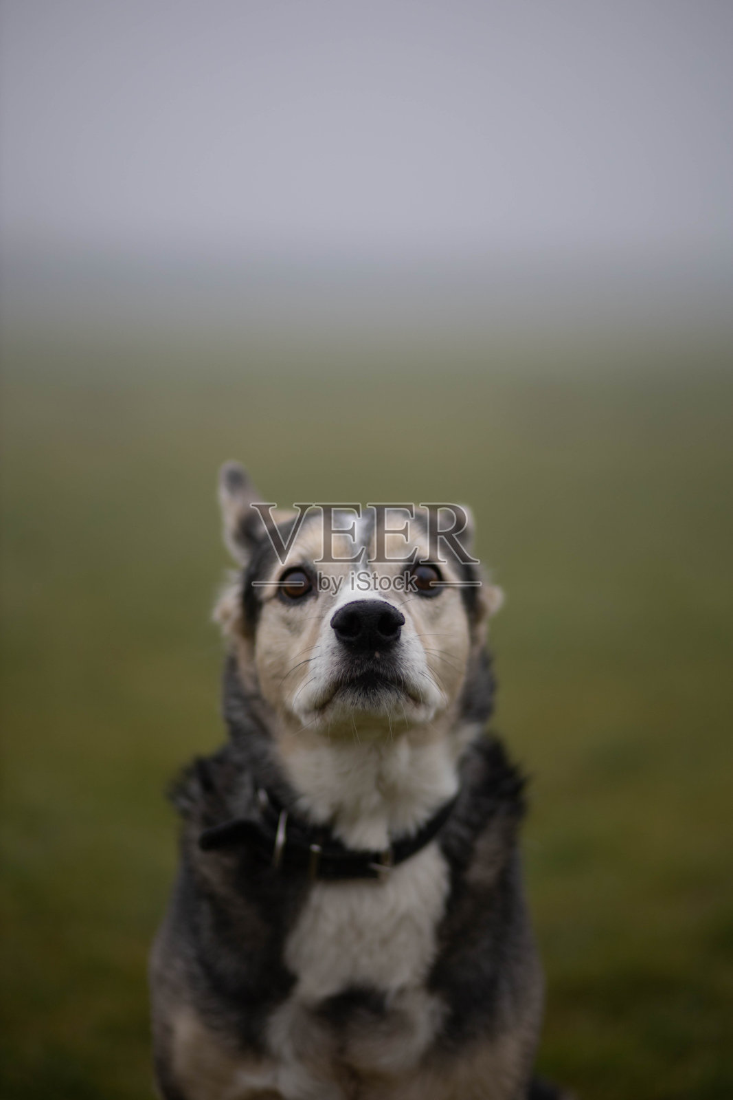 在雾蒙蒙的田野上，一只悲伤的狗照片摄影图片