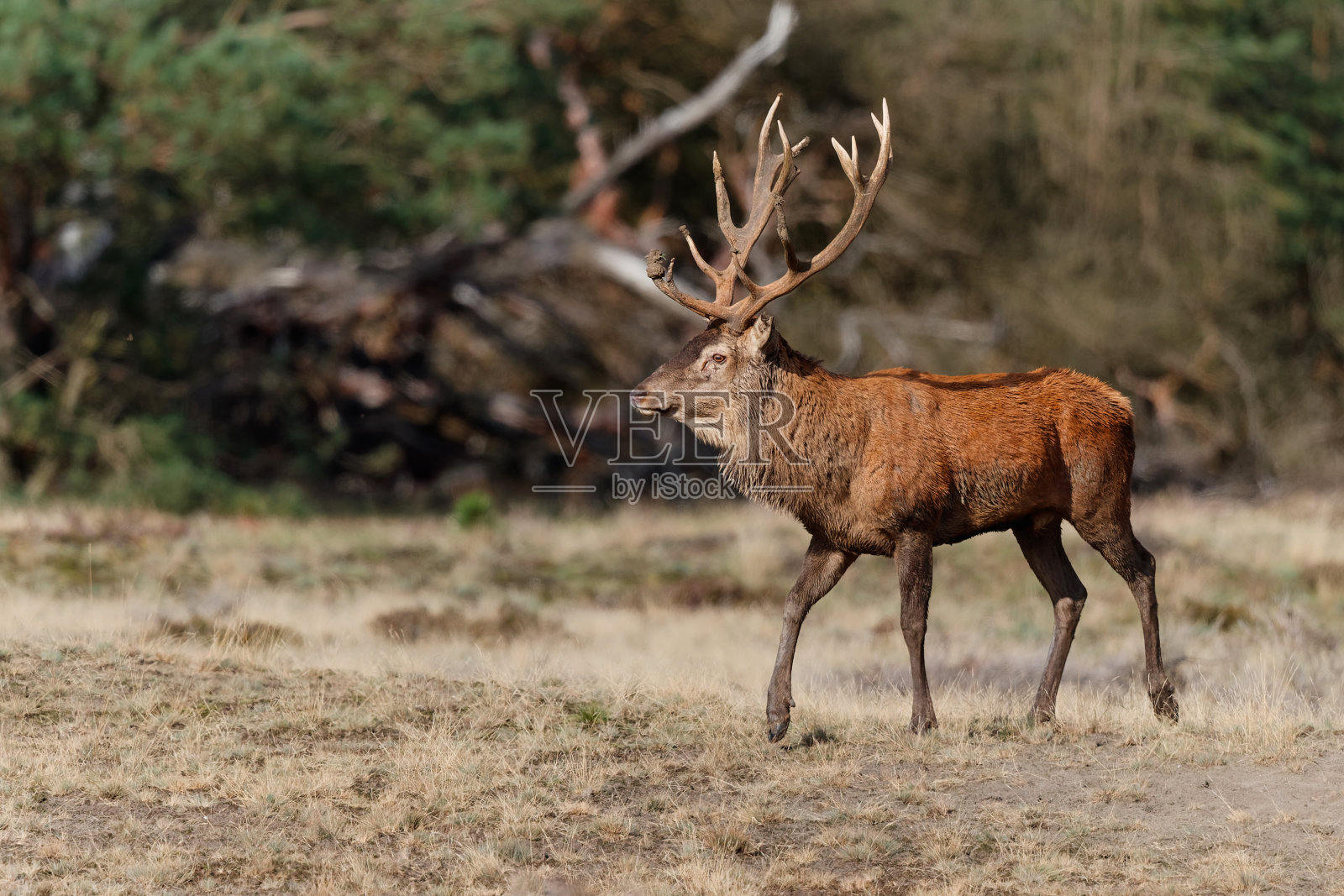 马鹿在发情季节牡鹿照片摄影图片