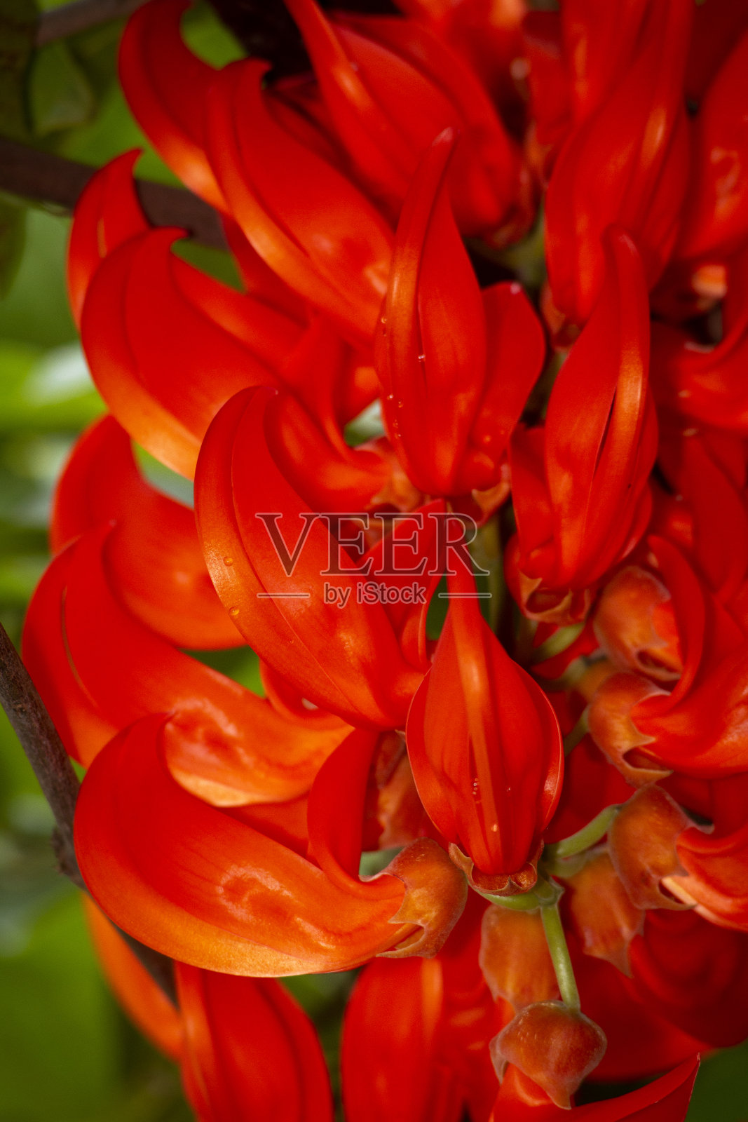 美丽的鲜红色油麻藤花照片摄影图片