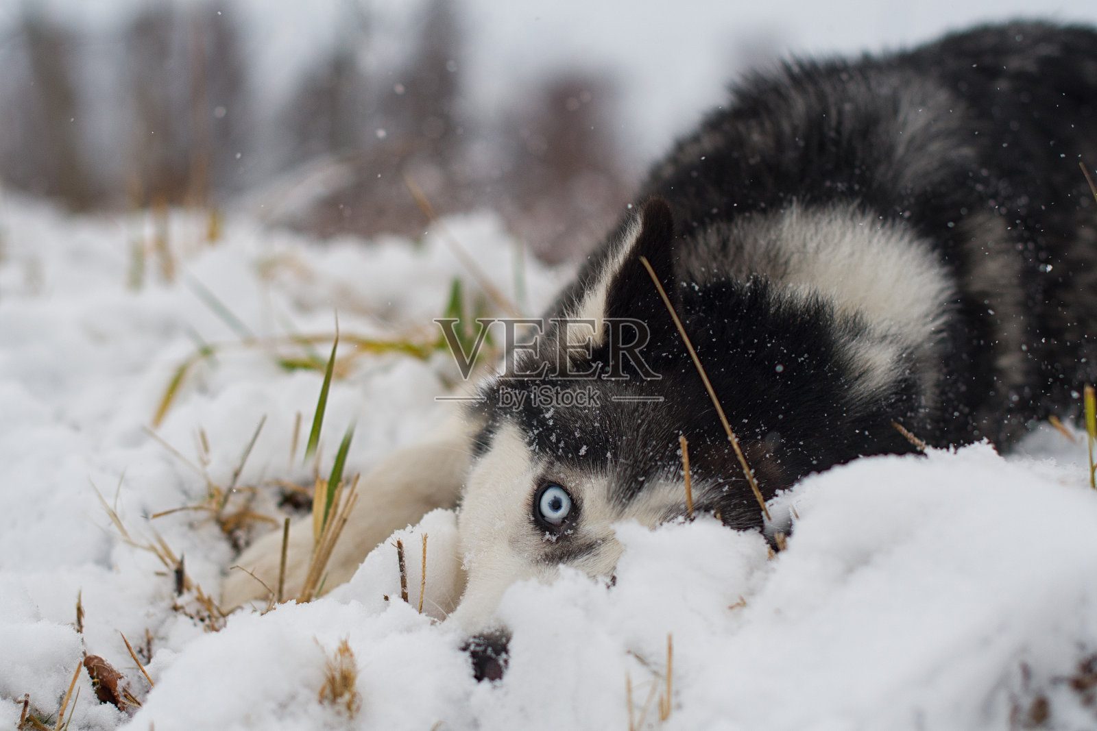哈士奇躺在雪地上照片摄影图片