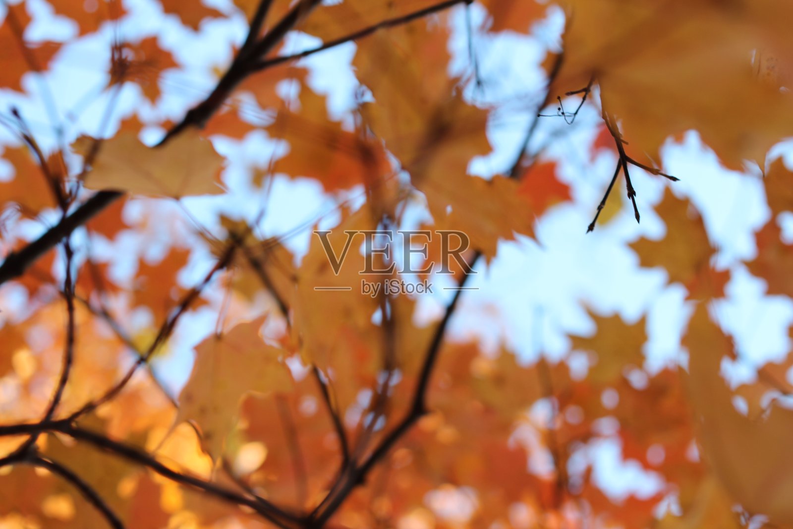 特写镜头秋天树叶照片摄影图片