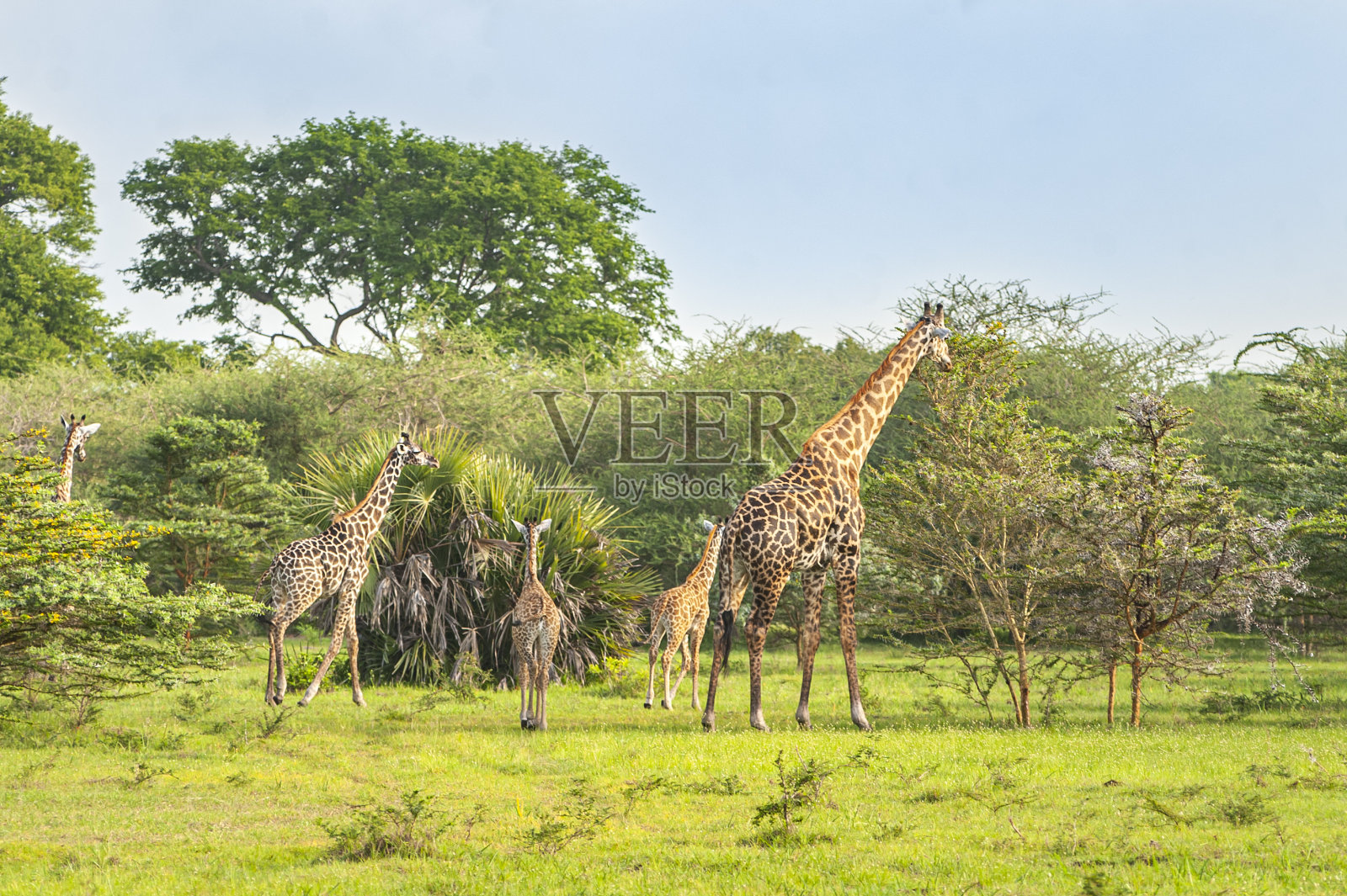 长颈鹿家族在坦桑尼亚塞洛斯国家公园的大草原上吃草照片摄影图片