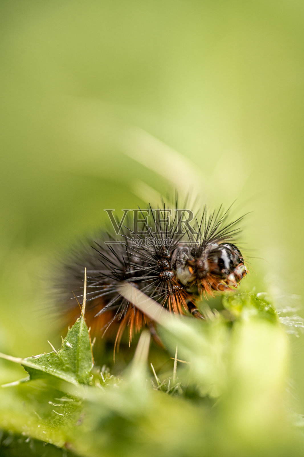 黑毛虫的微距摄影。照片摄影图片