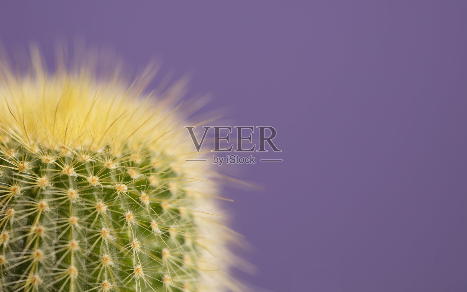 宏观细节镜头的仙人掌与紫色的背景，非常接近照片摄影图片