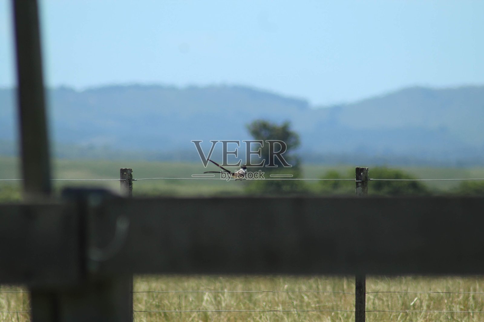 叉尾捕蝇草照片摄影图片