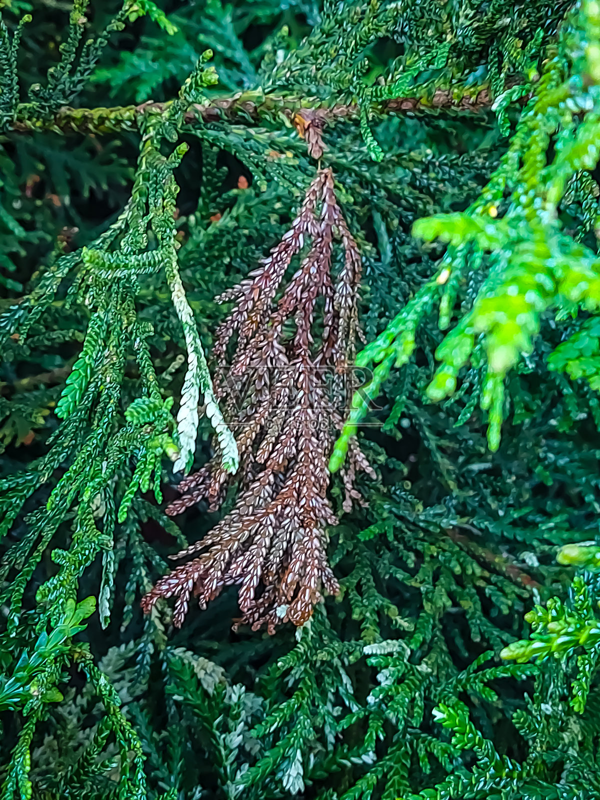 自然,植物照片摄影图片