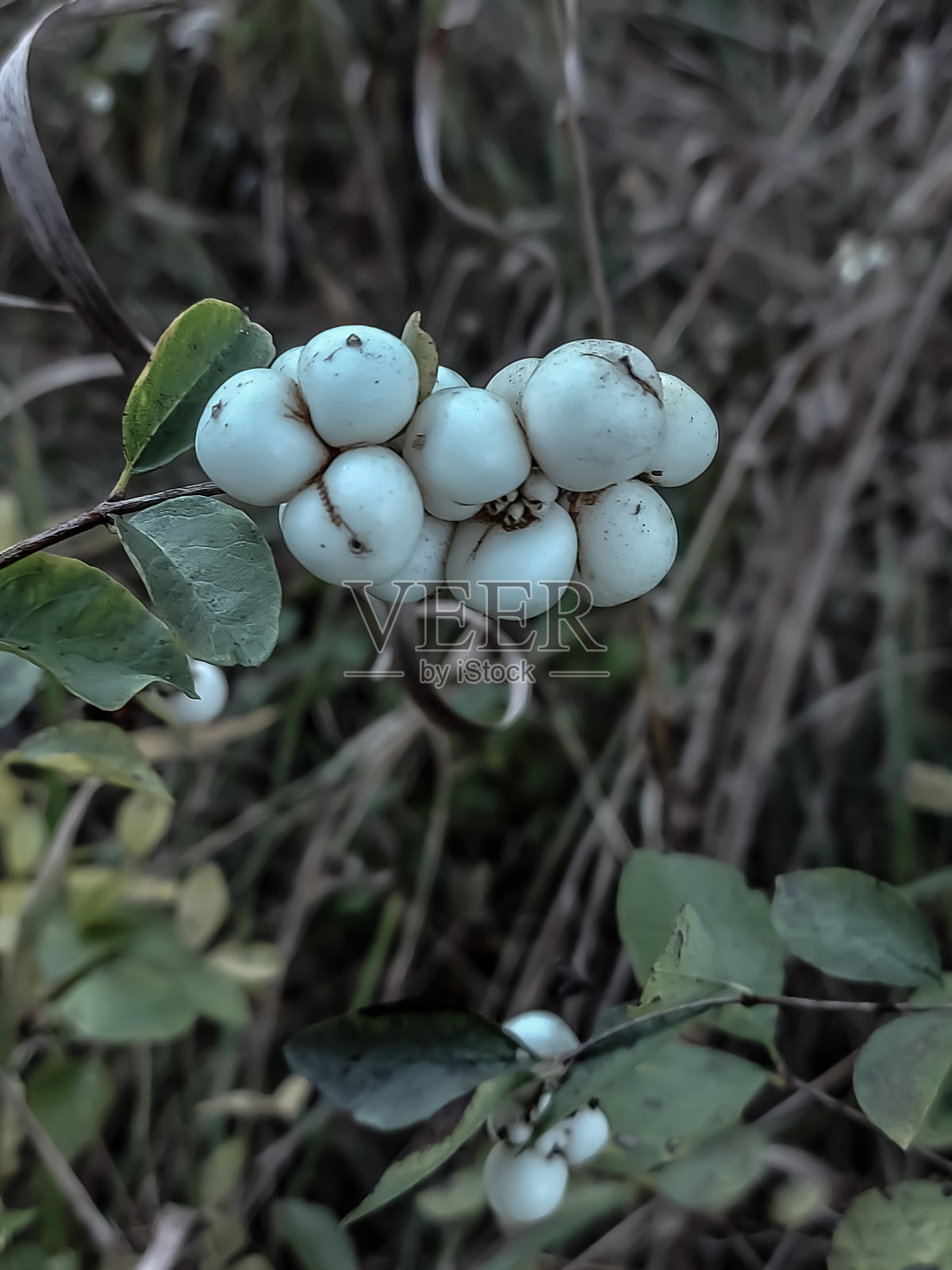 自然,植物照片摄影图片