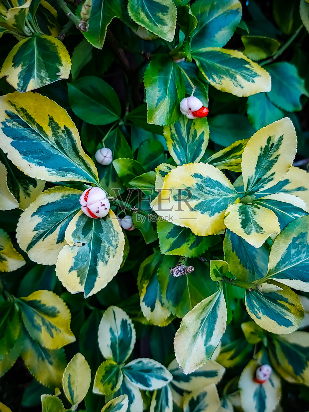 自然,植物照片摄影图片