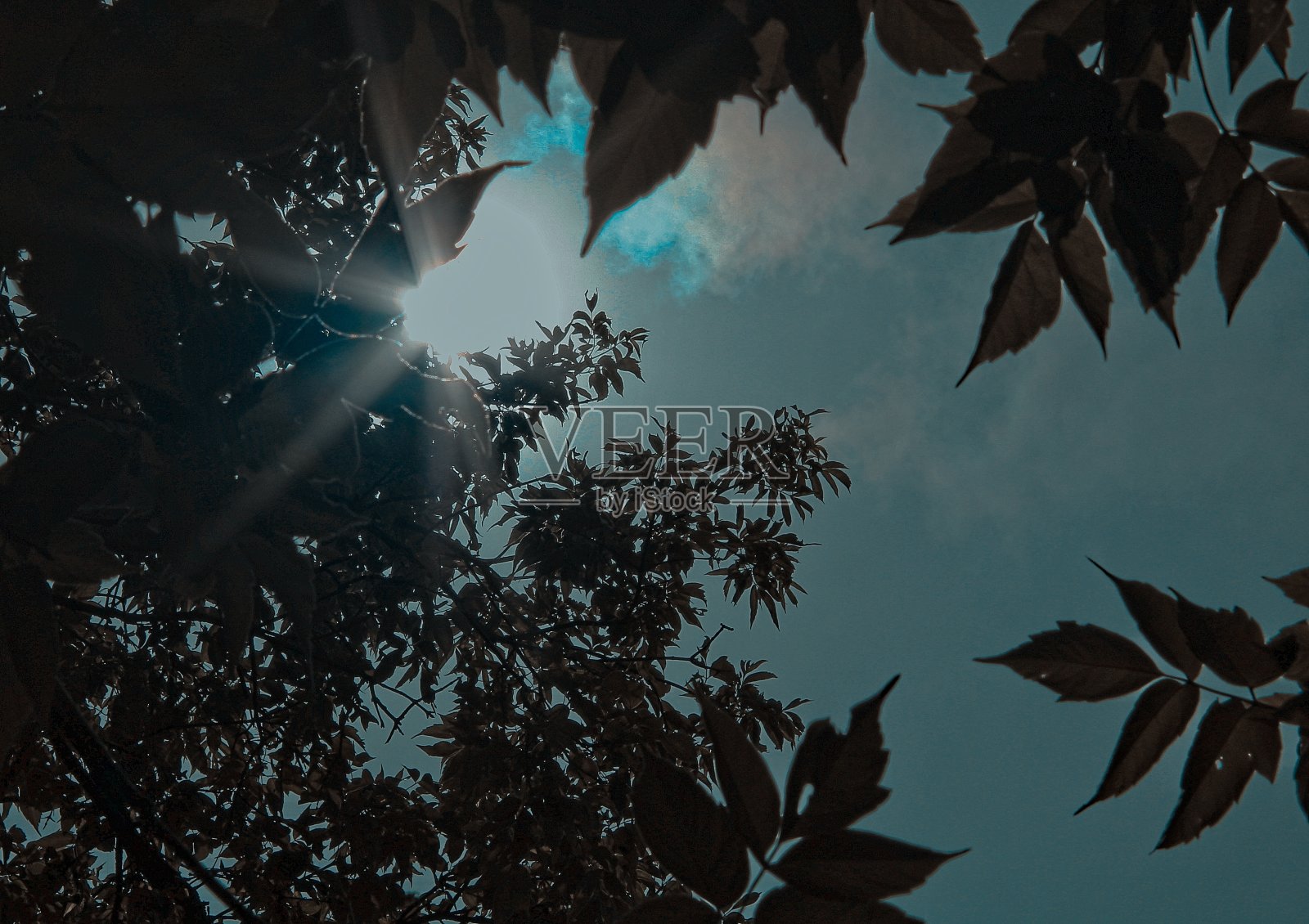 透过树叶照片摄影图片