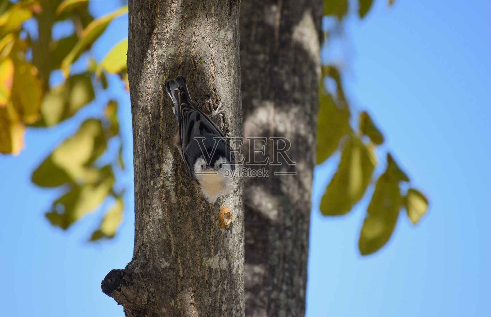 动物的照片照片摄影图片