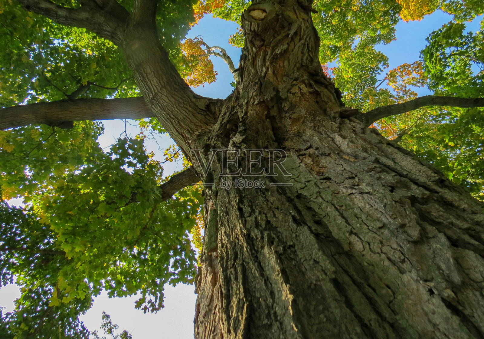 在树下放松照片摄影图片