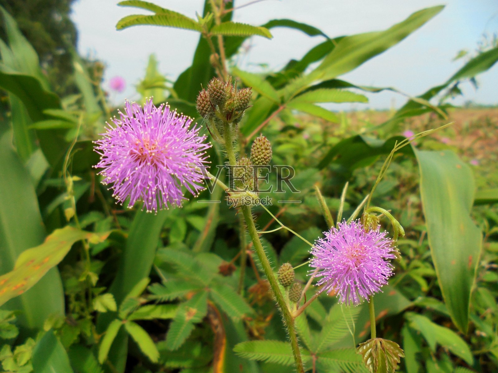 含羞草照片摄影图片