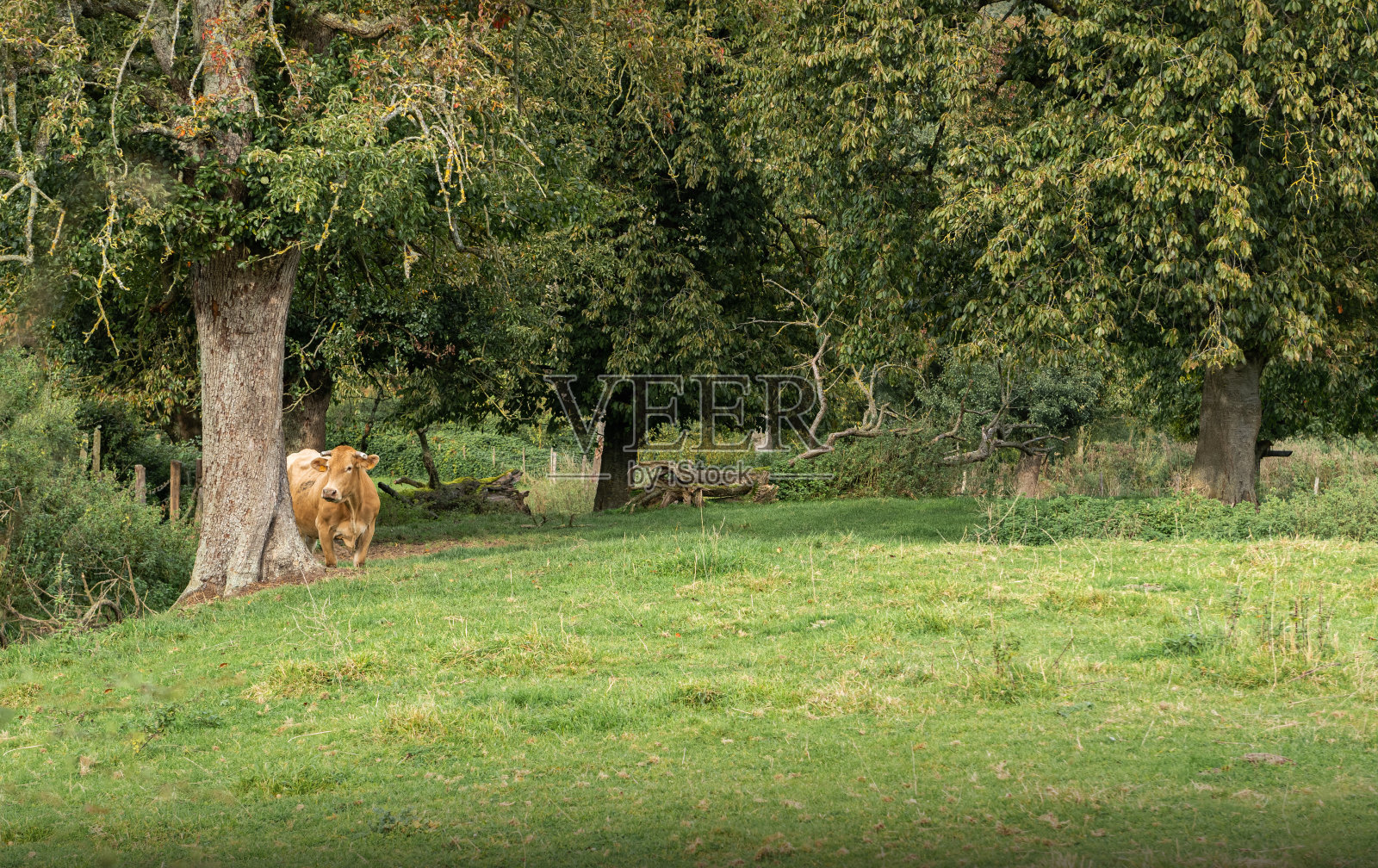 在秋天的草地上吃草的牛。绿色的草。本空间照片摄影图片
