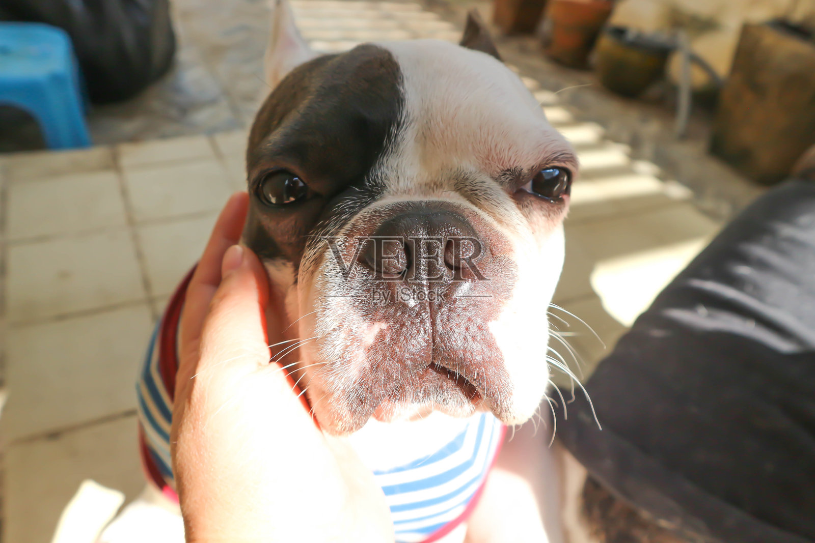 摸狗，瞌睡的法国斗牛犬或法国斗牛犬照片摄影图片