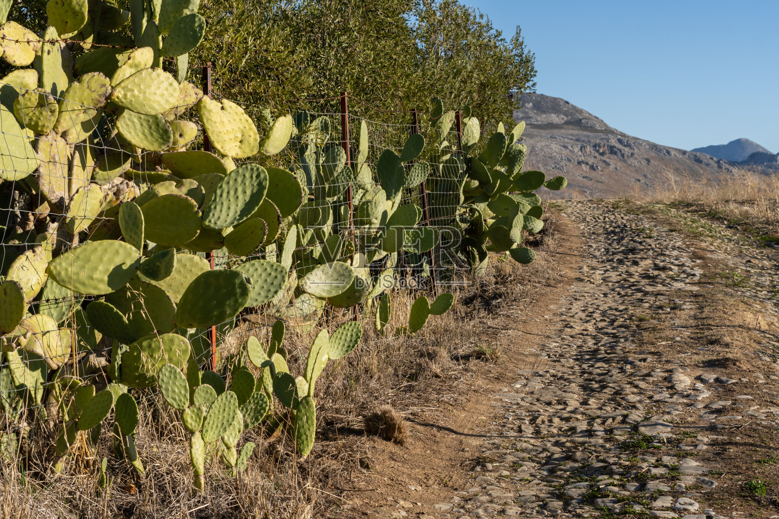路边的仙人球照片摄影图片