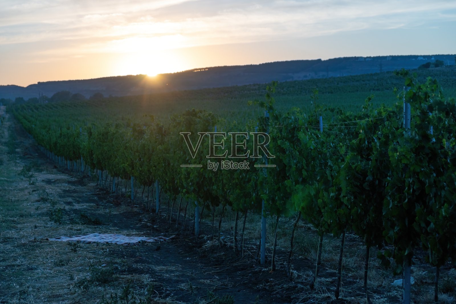 成熟的蓝葡萄生长在葡萄园在日落时间，选择性的重点。葡萄园的葡萄在秋天的日落收获。酿酒的概念。美丽的葡萄准备收获。黄金晚上光照片摄影图片