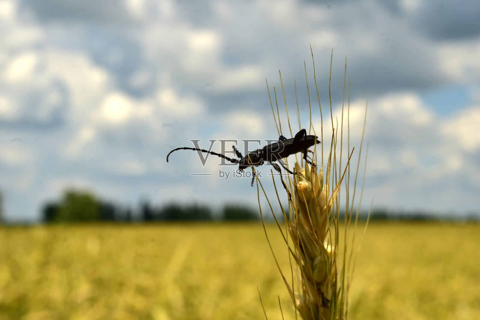 黑刺甲虫栖息在麦穗上。照片摄影图片
