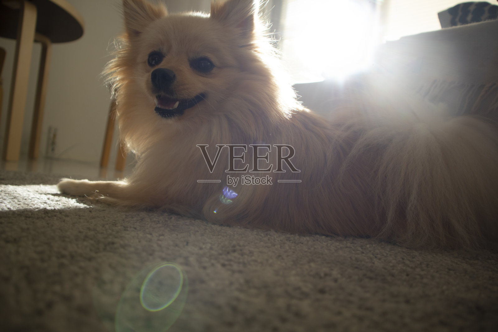 漂亮的德国斯皮兹犬，淡黄色照片摄影图片