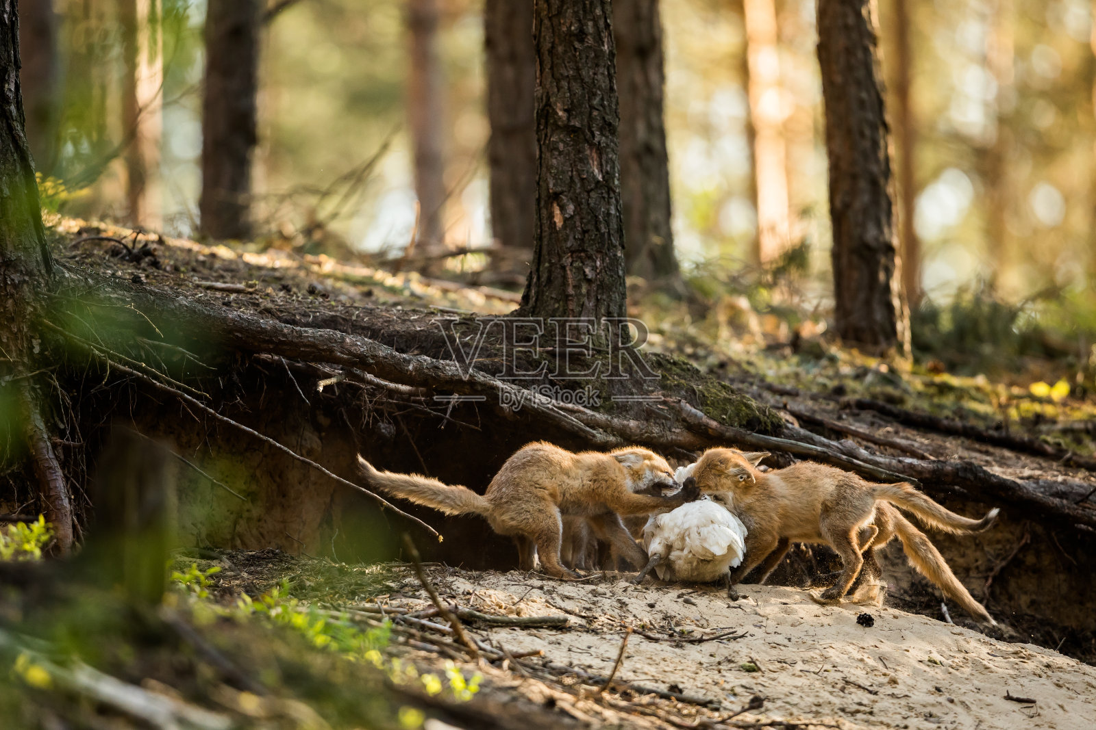 红狐照片摄影图片