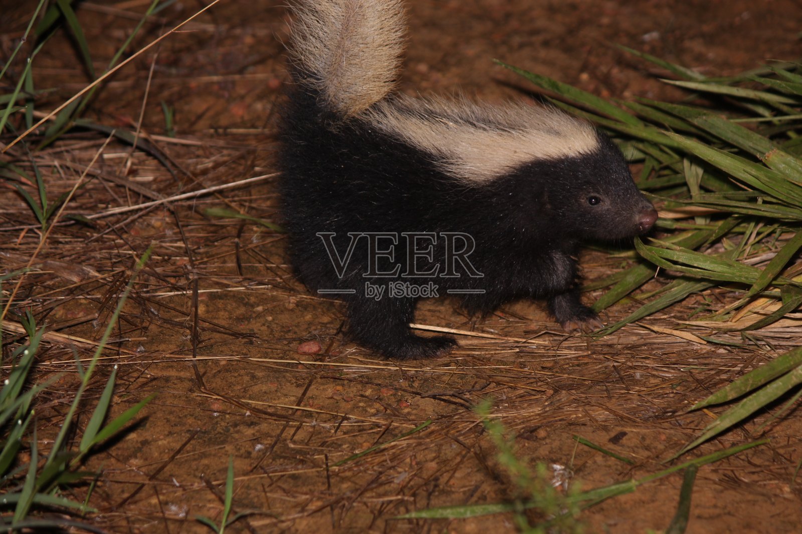 条纹Hog-nosed臭鼬照片摄影图片