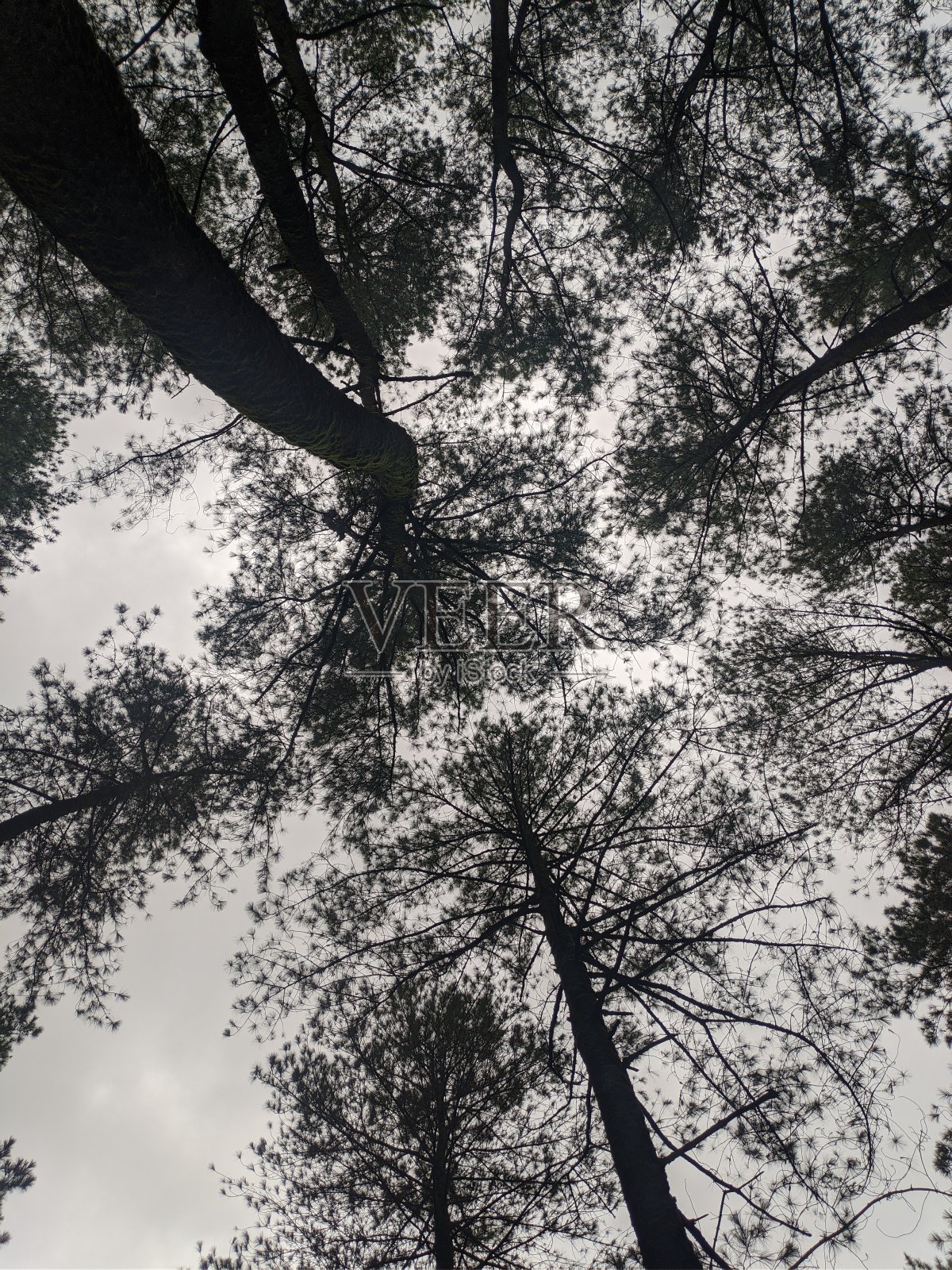 松树照片摄影图片