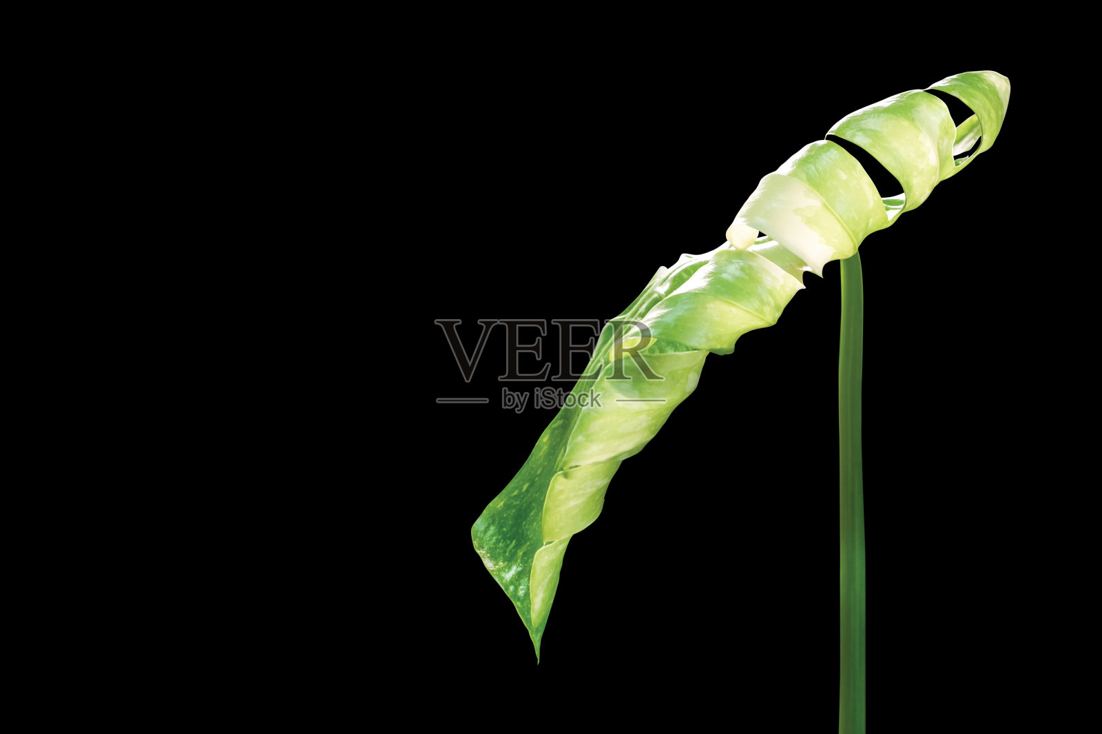 Monstera Thai星座的叶子孤立在黑色的背景照片摄影图片