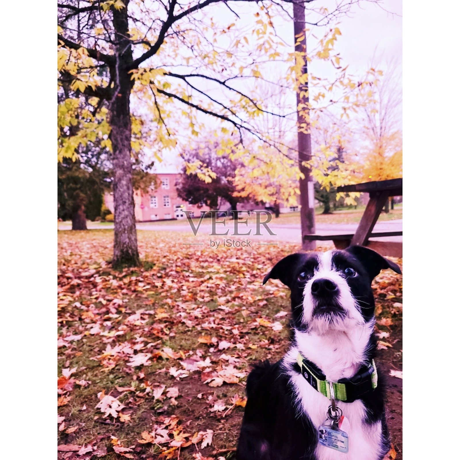 秋天共鸣照片摄影图片