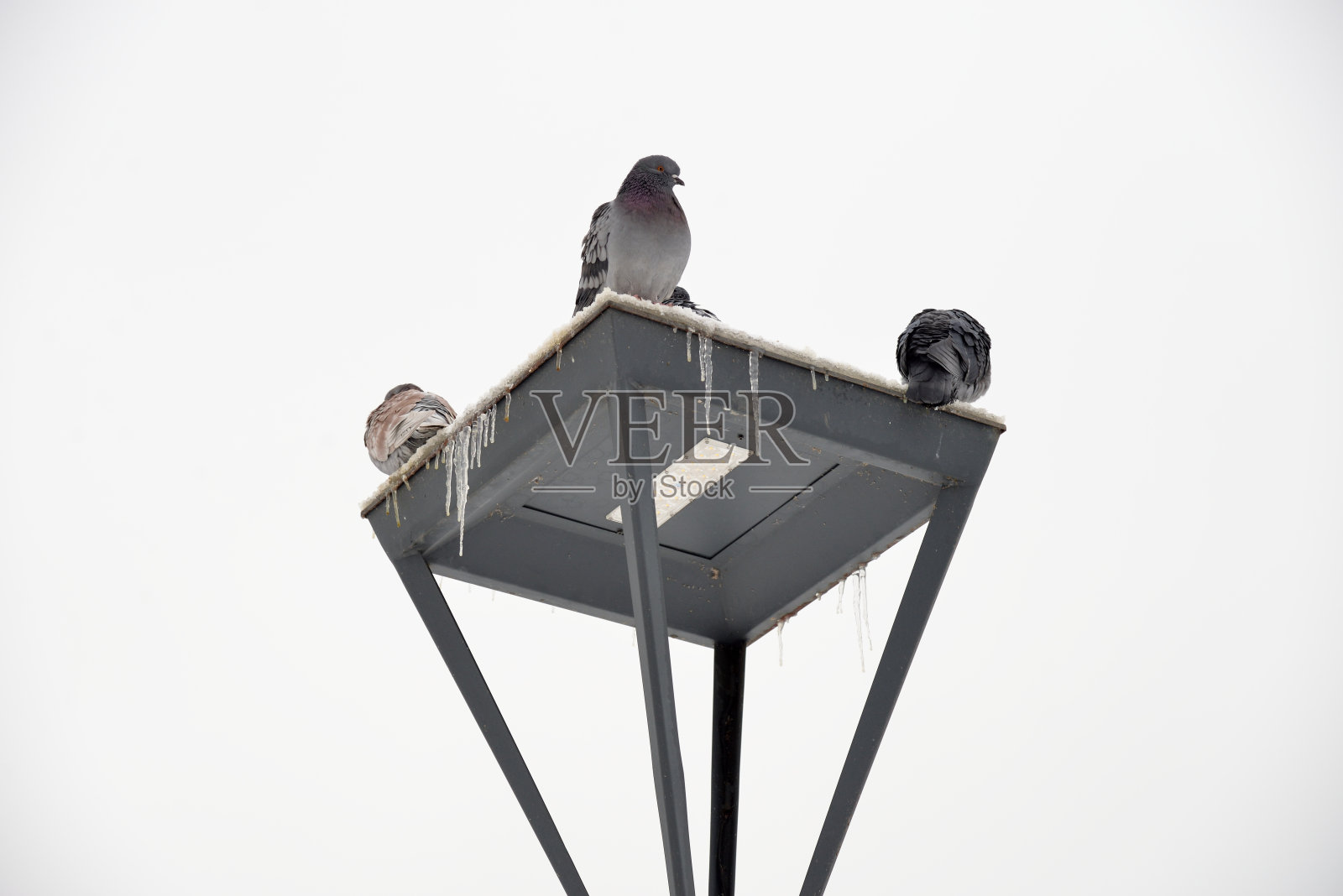 冬日霜冻，路灯上的鸽子照片摄影图片