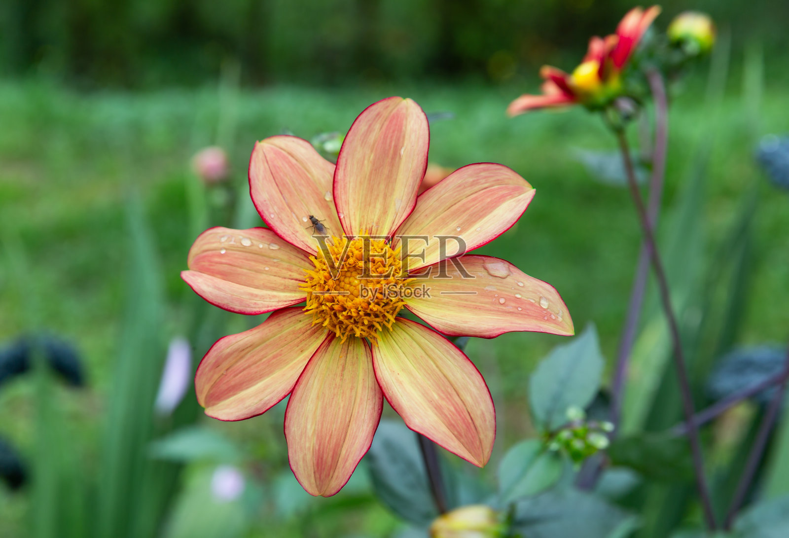 美丽的花照片摄影图片