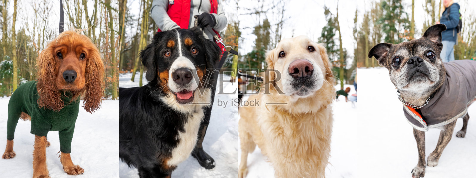 遛狗拼贴照片摄影图片