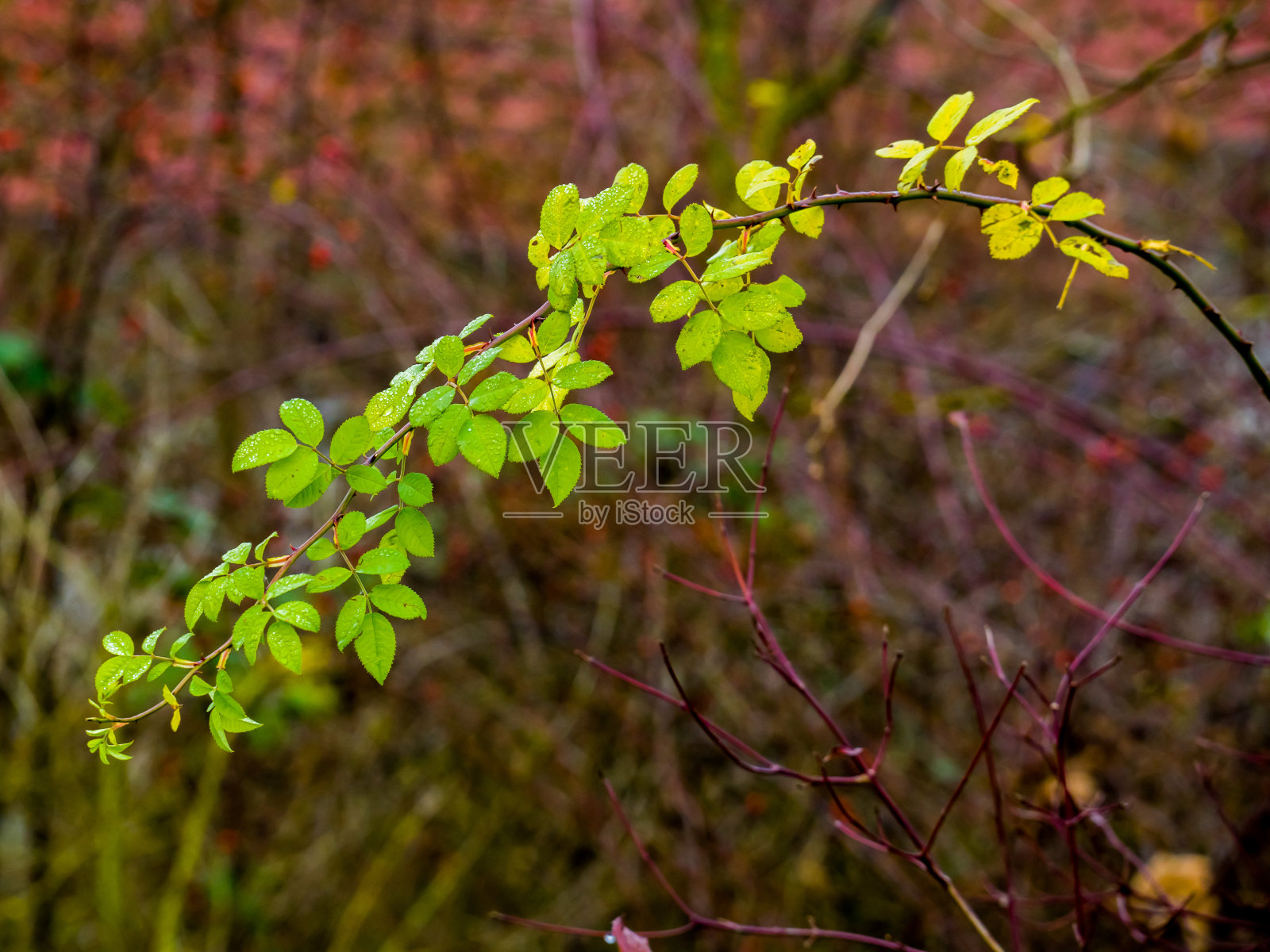 秋天绿叶上的露珠照片摄影图片