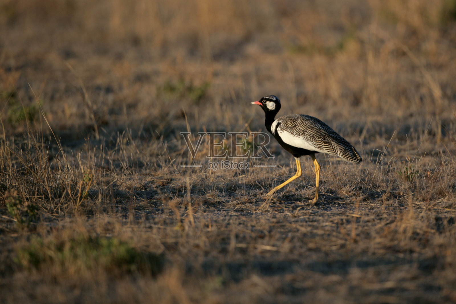 田凫走照片摄影图片