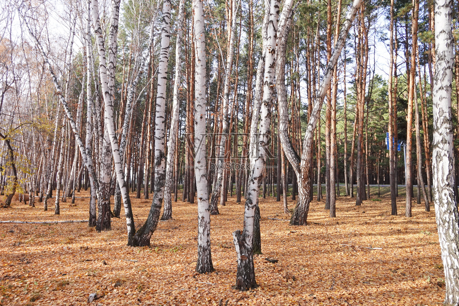 美丽的森林照片摄影图片