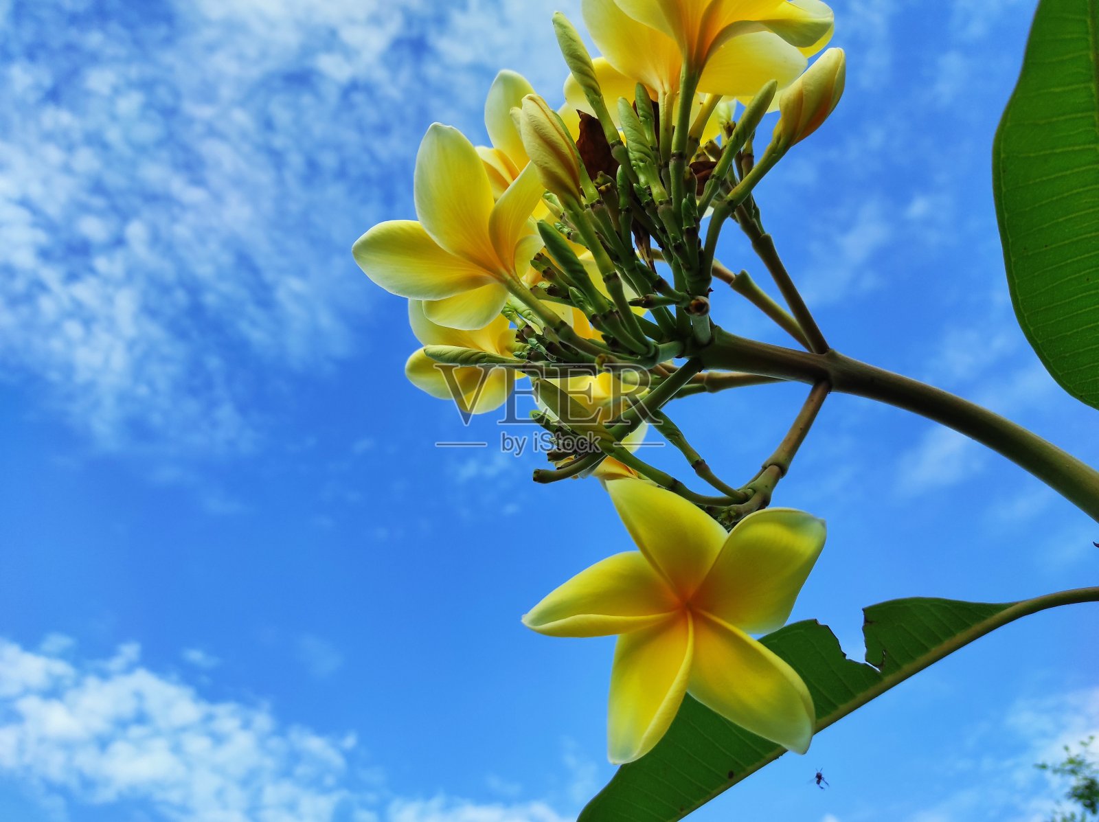 鸡蛋花花照片摄影图片