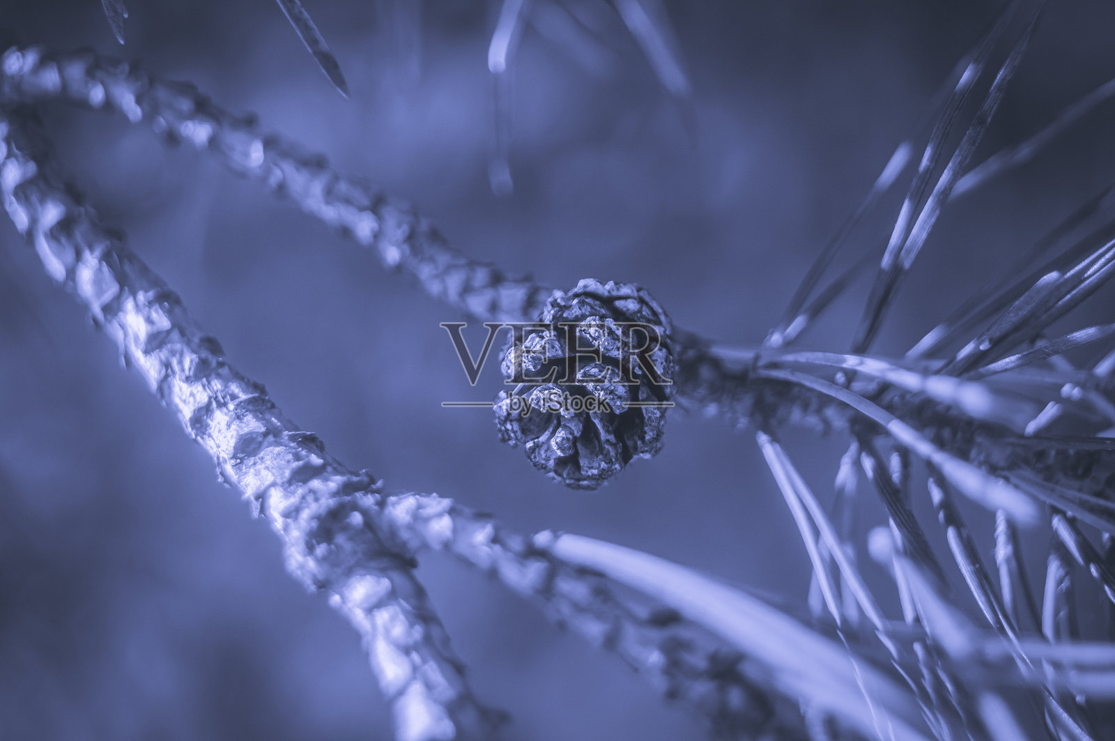 针叶树树枝上的干燥的小圆锥体。这是2022年的流行色非常佩里。有选择性的重点照片摄影图片