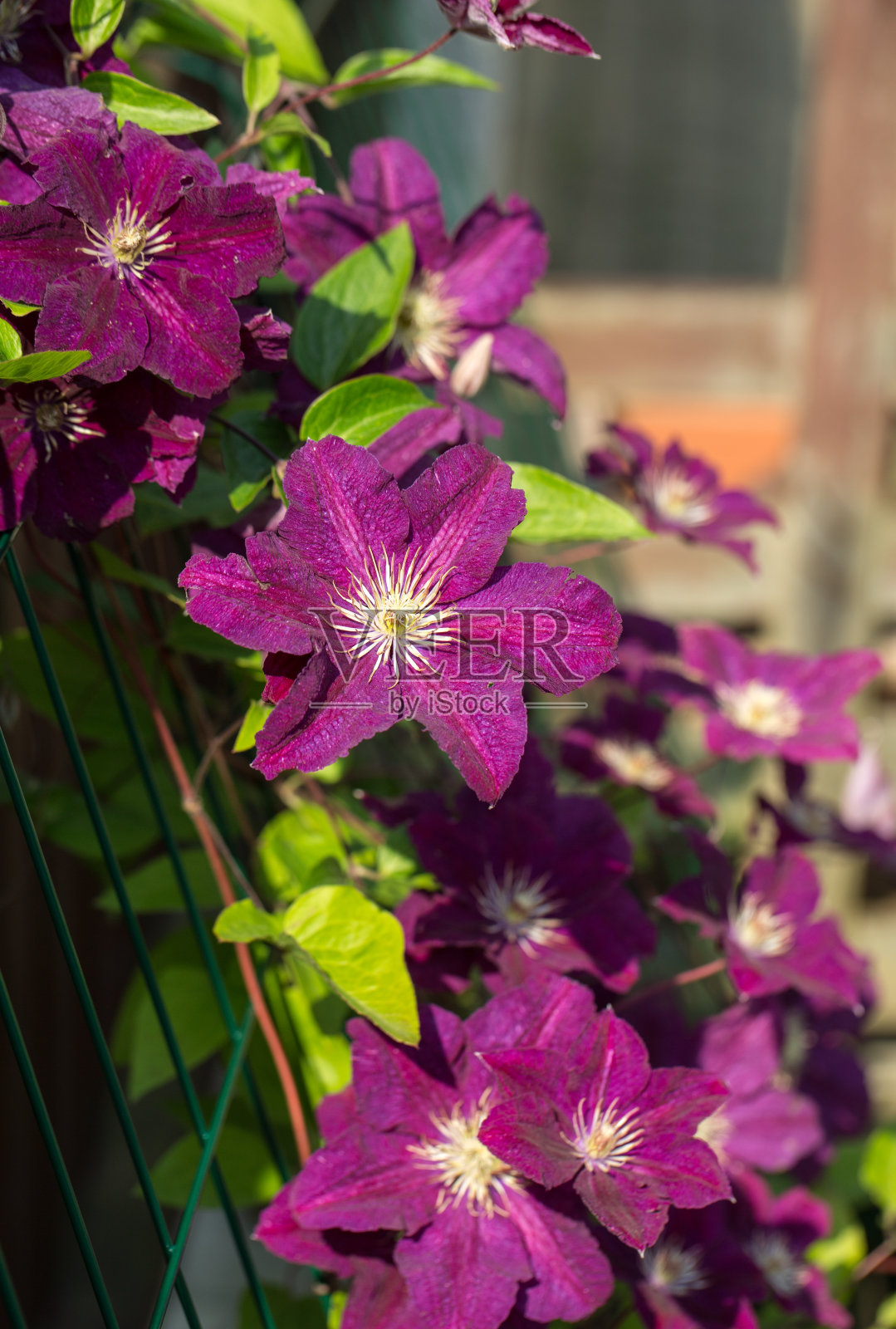 花园里美丽的紫色铁线莲花照片摄影图片