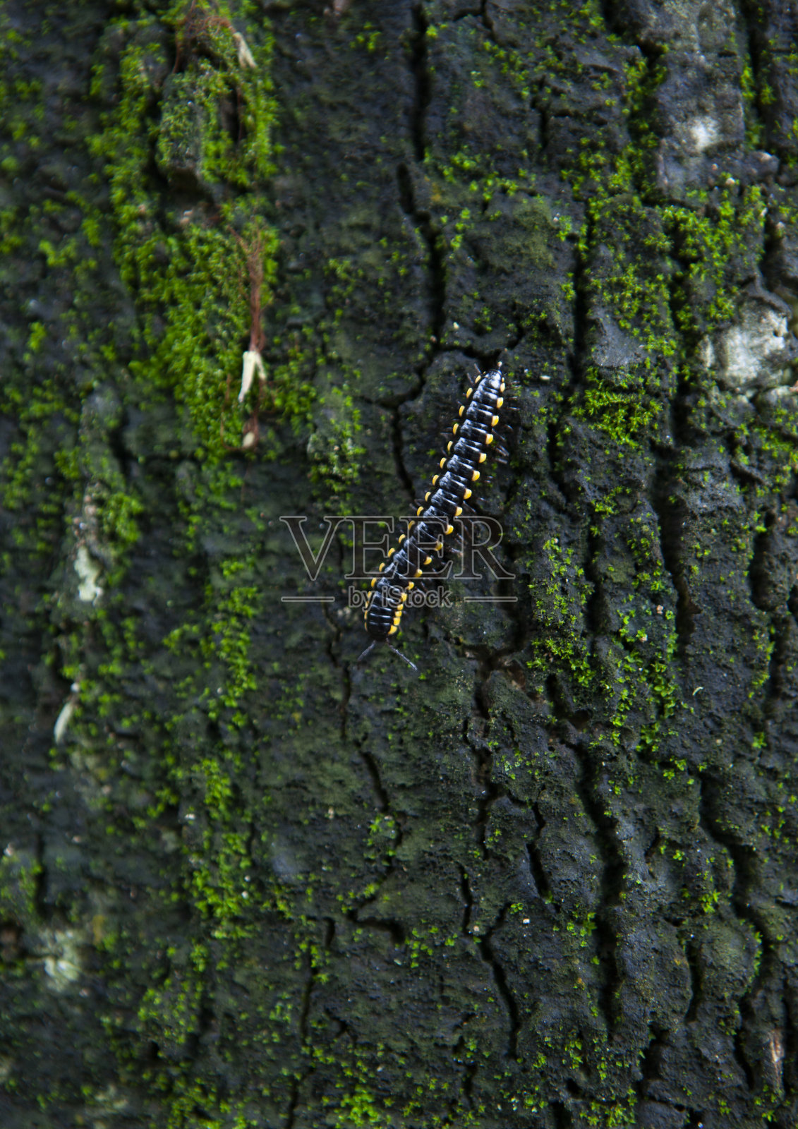 带有绿色苔藓的棕色树皮的浮雕纹理照片摄影图片