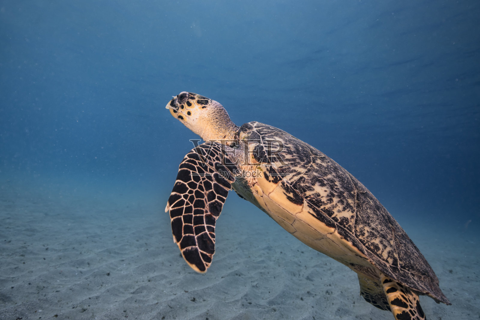 在加勒比海库拉索岛周围的珊瑚礁上的玳瑁海龟照片摄影图片