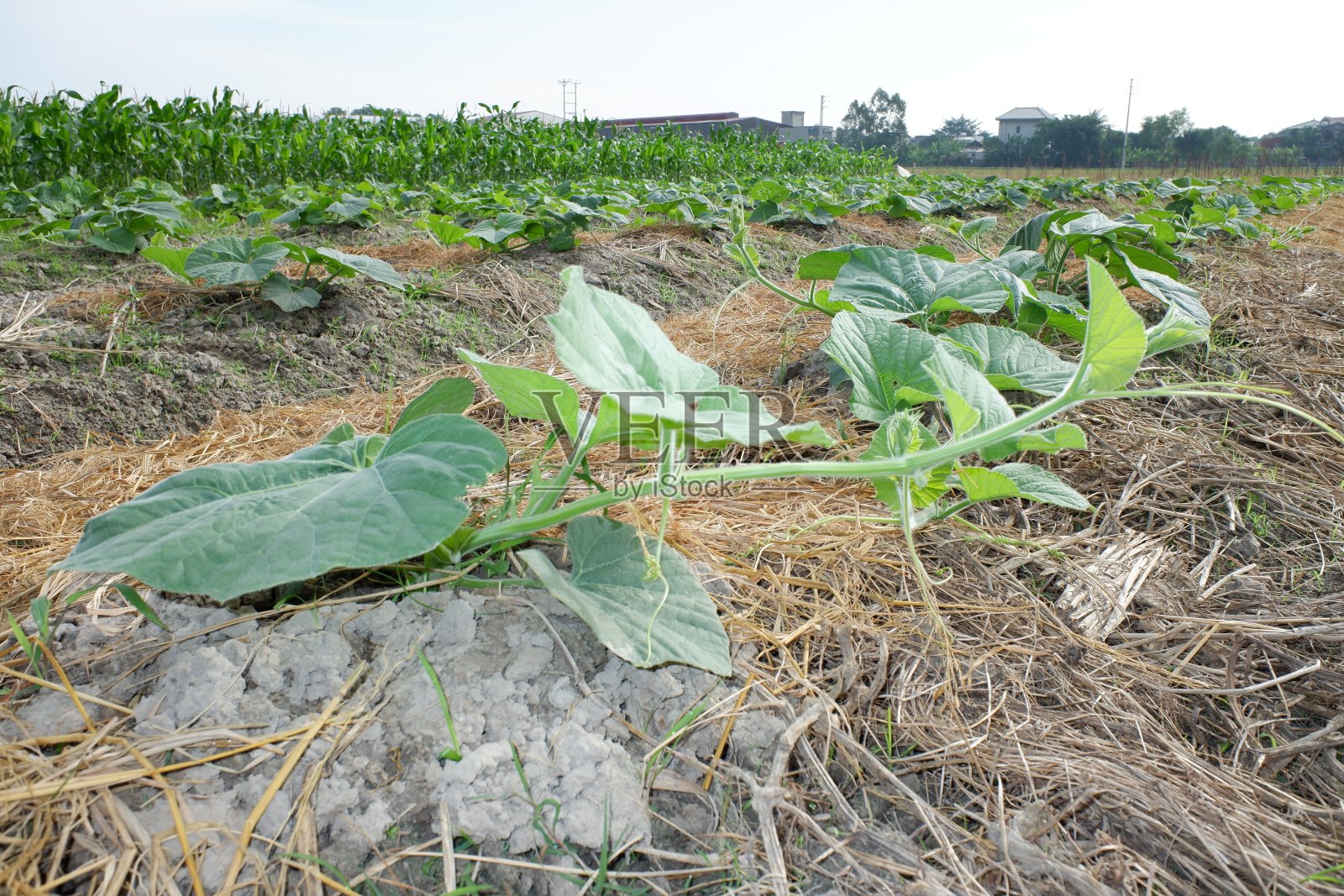 南瓜或南瓜，是最多样化的驯化物种之一。这两个物种很容易杂交，但它们的钙含量却有明显不同。农场里的南瓜叶。照片摄影图片