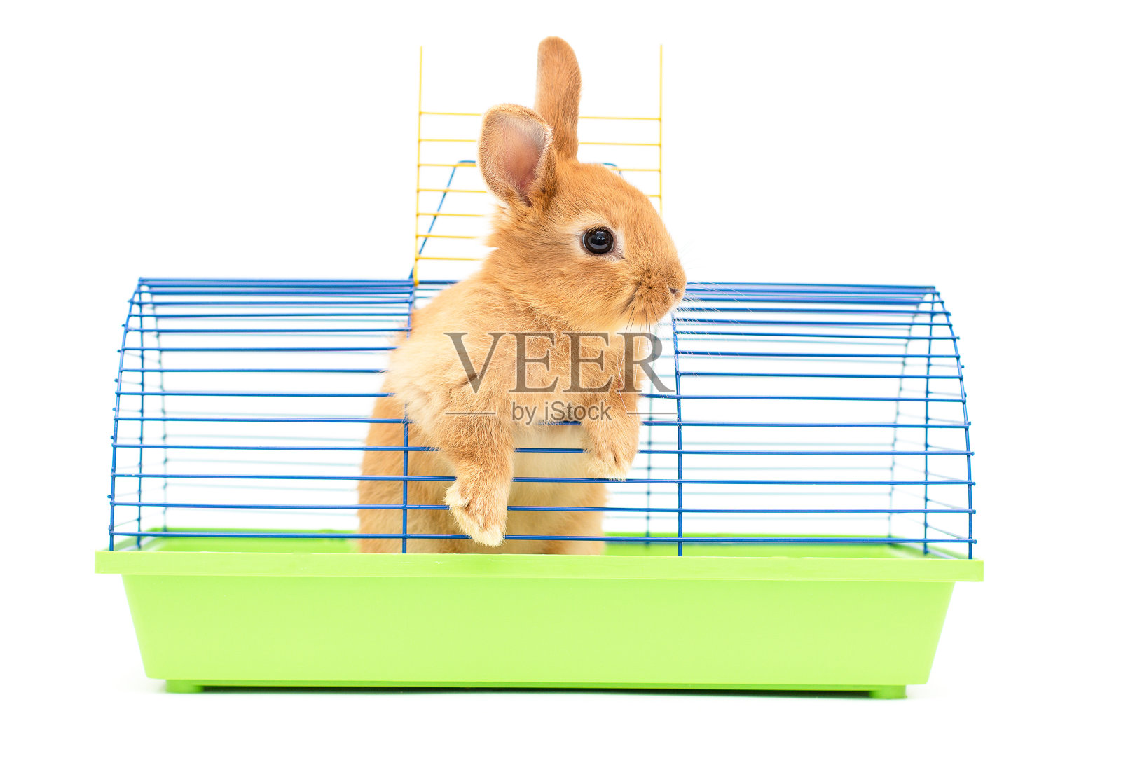 笼子里的红耳朵兔子。一个漂亮的宠物。毛茸茸的动物,皮毛。家,快乐照片摄影图片