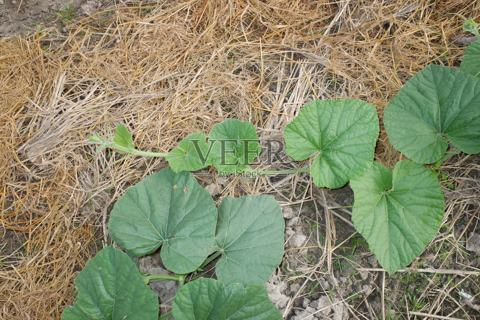 南瓜或南瓜，是最多样化的驯化物种之一。这两个物种很容易杂交，但它们的钙含量却有明显不同。农场里的南瓜叶。照片摄影图片