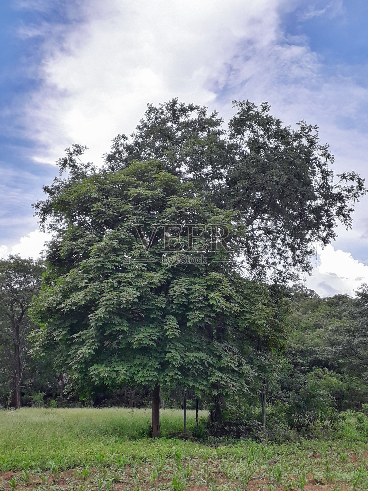 苜蓿科（大戟科）照片摄影图片
