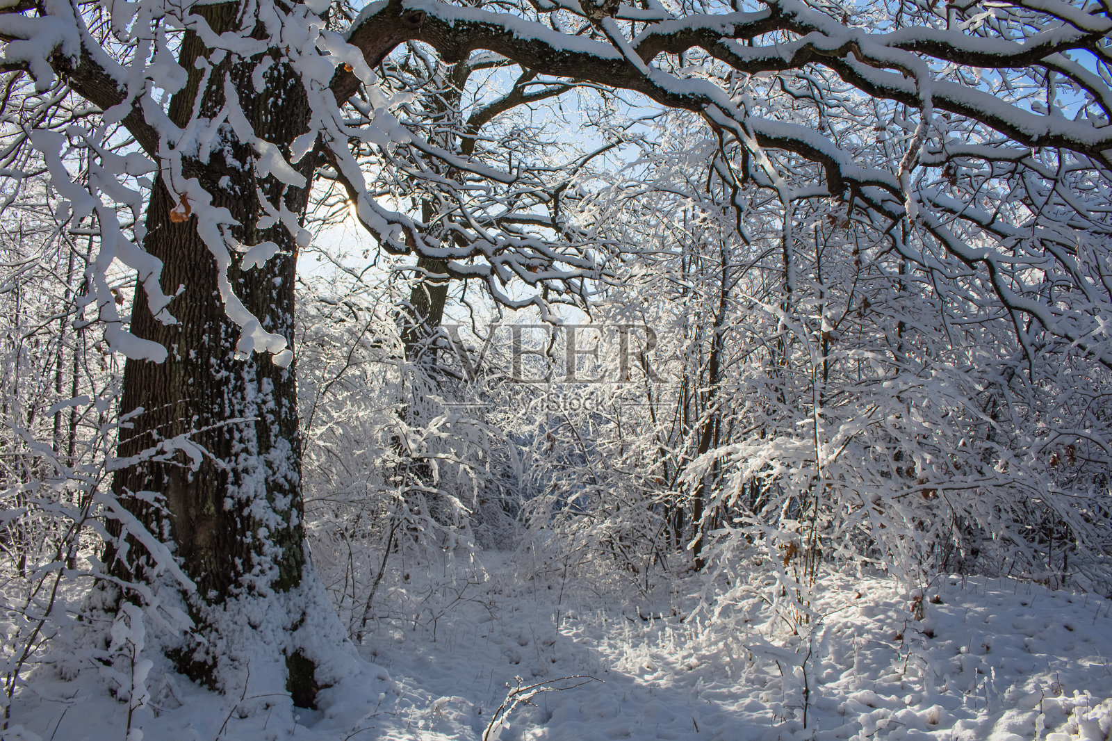 森林照片摄影图片