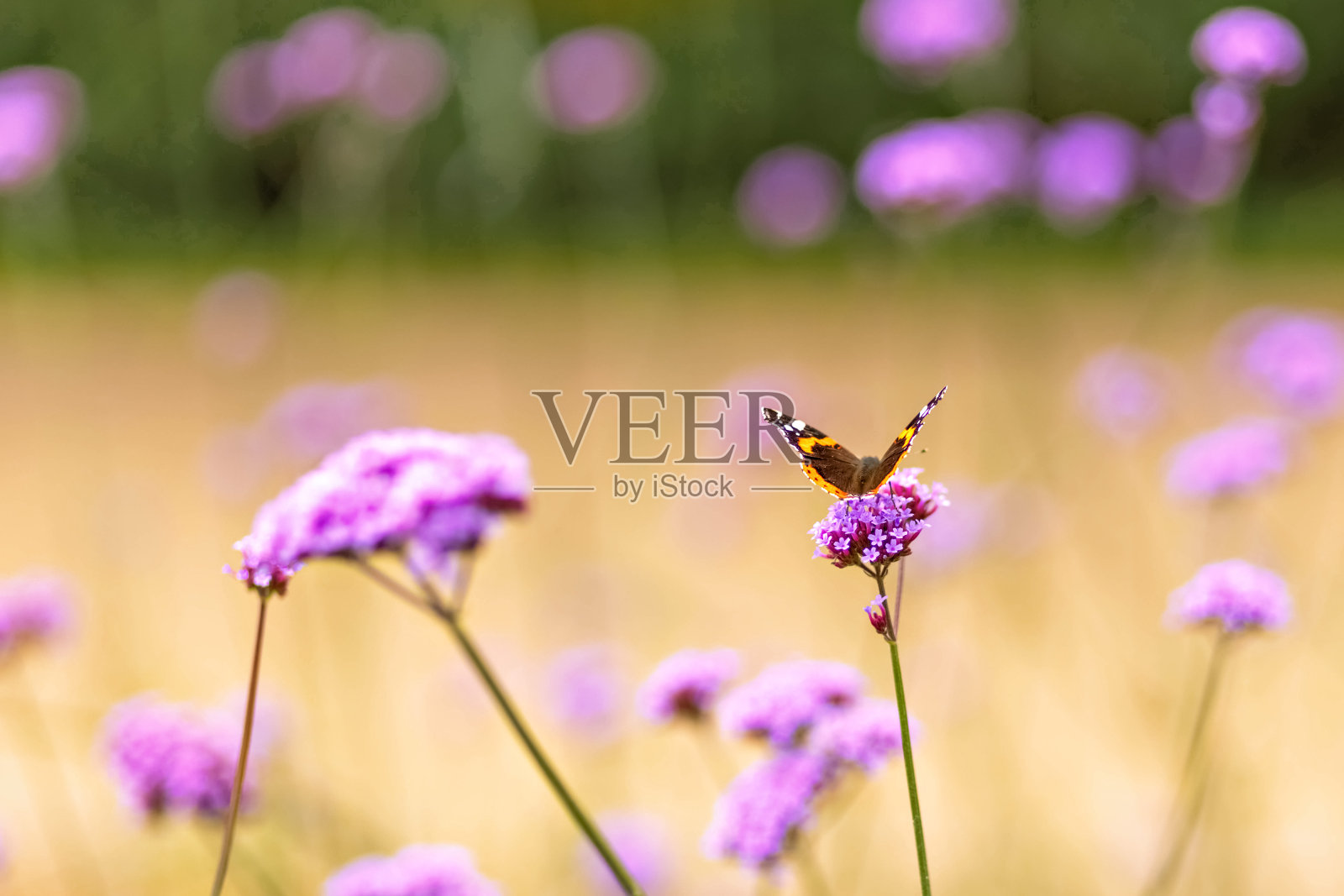 蝴蝶在一朵紫色的花上的特写。野外的昆虫。自然背景照片摄影图片