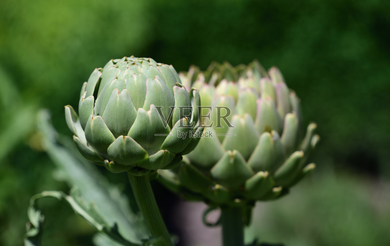 近距离的两个洋蓟芽生长在绿色的背景照片摄影图片