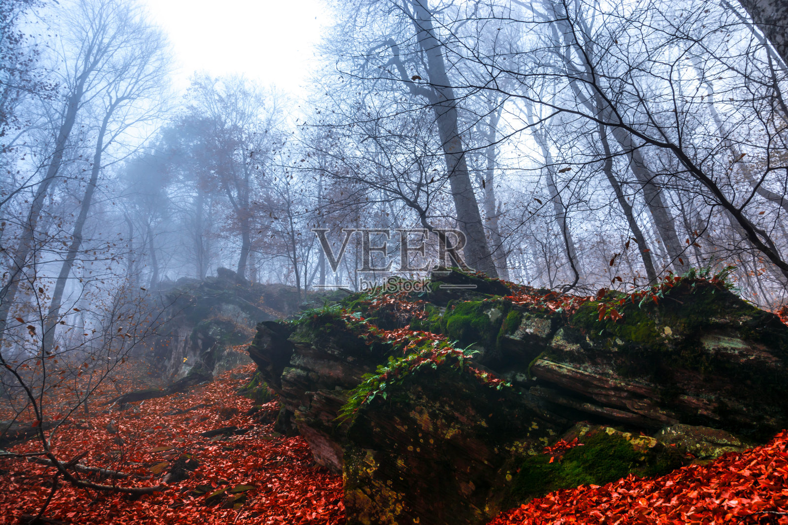 秋天森林里的雾照片摄影图片